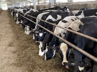 गाय, Yaroslavl cattle — फ़ोटो 1