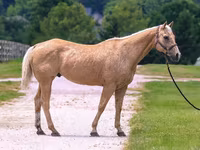 घोड़ा, Quarter Horse — फ़ोटो 3