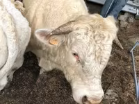 Krowa, Aubrac cattle — zdjęcie 3