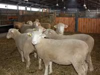 Koç, Dorset horn sheep — foto 2