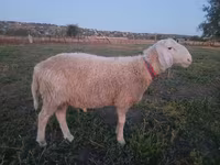Widder, Assaf sheep — Foto 1