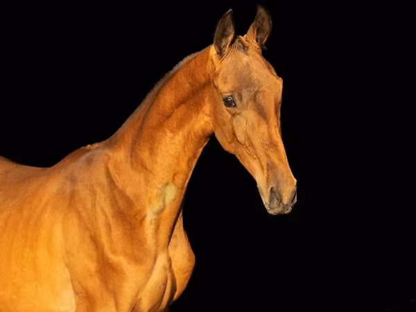 Aygır, Akhal-Teke