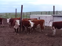 Cow, Kazakh White-headed cow — photo 1