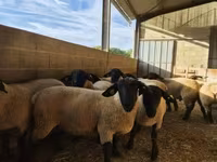 Carneiro, White Suffolk sheep — foto 2