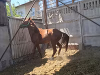 Cavalo, Arabian horse — foto 1