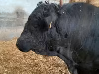 Touro, Raça de vaca — foto 2
