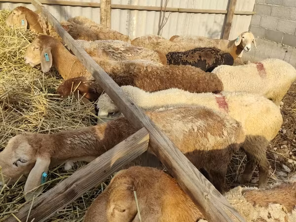 گوسفند