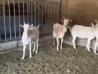 Cabra, Pomellata goat — foto 2