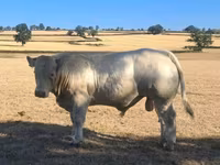 Touro, Raça de vaca — foto 5