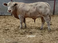 Toro, Charolais cattle — foto 1