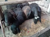 Carneiro, Rhon sheep — foto 6