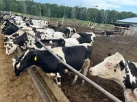 ثور, Russian Black pied cattle — الصورة 1