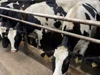 गाय, गोलस्टीन नस्ल — फ़ोटो 6