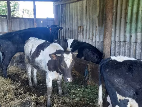 母牛, Holstein breed