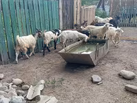 تيس, Pomellata goat — الصورة 6
