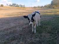 母牛, Holstein breed — 照片 4