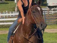 فرس, Quarter Horse — الصورة 3