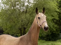 Mare, Akhal-Teke — photo 4