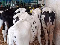 Boğa, Holstein ırkı — foto 7