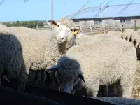 Koç, Kuibyshev sheep — foto 1