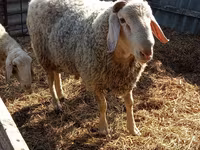 Carnero, Assaf sheep — foto 1