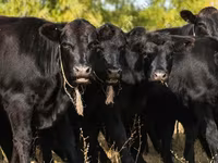 Vaca, Aberdeen-Angus — foto 2
