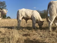 Boğa, Charolais cattle — foto 3