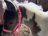 Kobyła, Pinto horses — zdjęcie 3