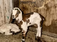 Oğlak, Kamori goats — foto 1