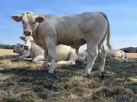 Touro, Raça de vaca — foto 7