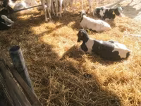 Toro, Swiss cattle — foto 1
