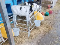 ثور, Swiss cattle — الصورة 5