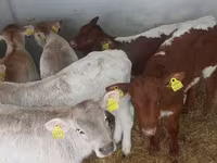 Toro, Simmental cattle — foto 4