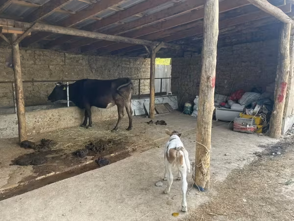 Vache, Swiss cattle