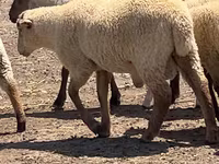 Baran, Hampshire sheep — zdjęcie 2