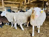 Brebis, Baerchuke sheep — photo 2
