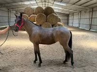 பெண் குதிரை, Rocky Mountain Horse — புகைப்படம் 7
