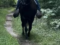 குதிரை, French Trotter — புகைப்படம் 6
