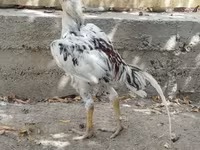 Chickens — புகைப்படம் 3