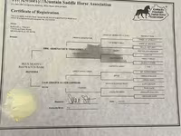 பெண் குதிரை, Rocky Mountain Horse — புகைப்படம் 5