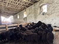 Koç, Dorset horn sheep — foto 6