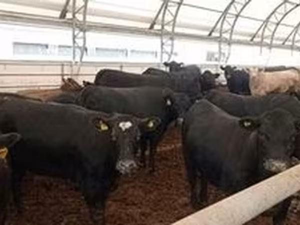 Aberdeen Angus