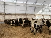 Boğa, Holstein ırkı — foto 2