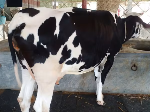 Vache, Bovins