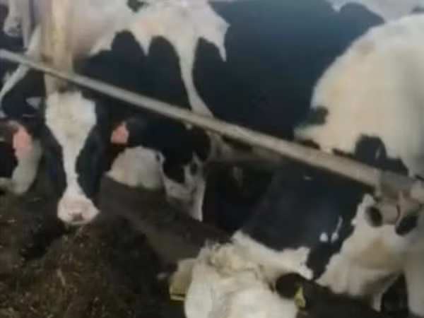 Holstein breed
