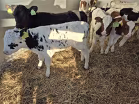 Bull, Limousin cow — photo 1