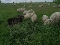 Widder, Merino sheep — Foto 2