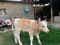 सांड, मोंबेलियार्ड — फ़ोटो 1