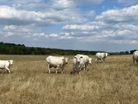 بقرة, Charolais cattle — الصورة 3