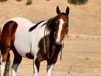 Aygır, National Show Horse — foto 7